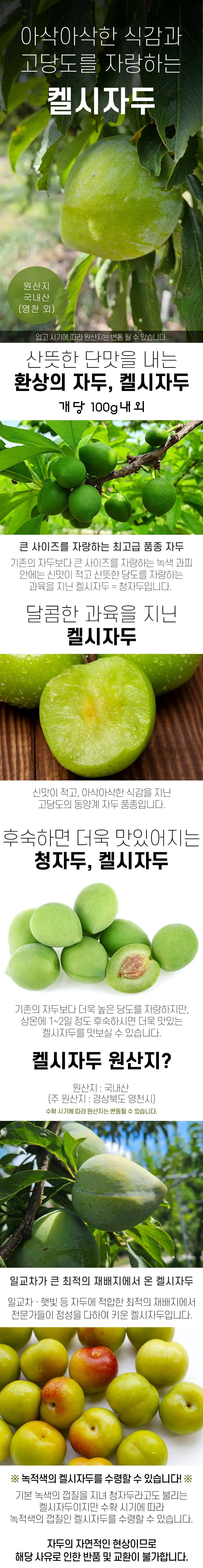 켈시자두 1kg 상세1