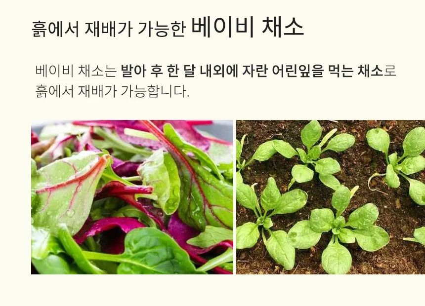 새싹채소 씨앗 모음 상세3