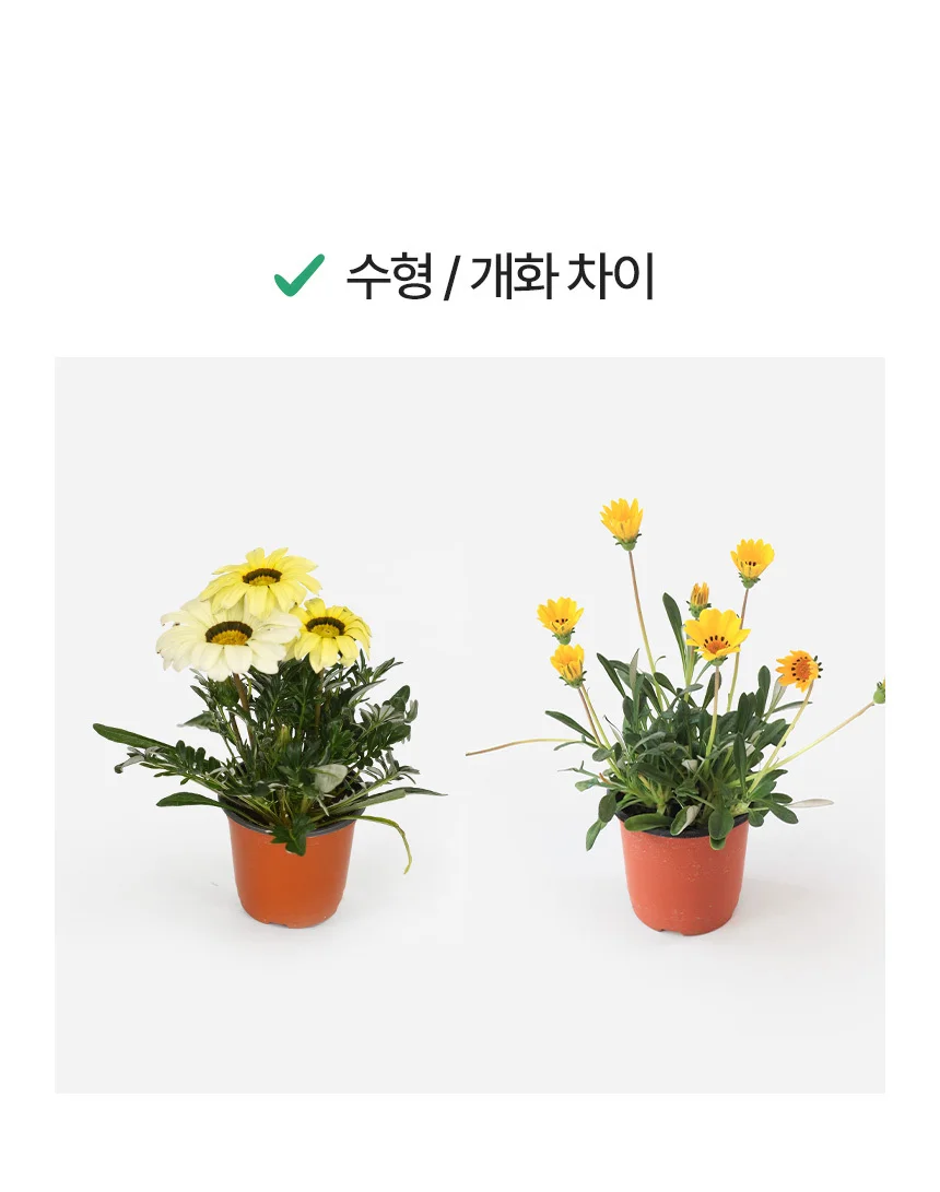가자니아 (소형) 상세4