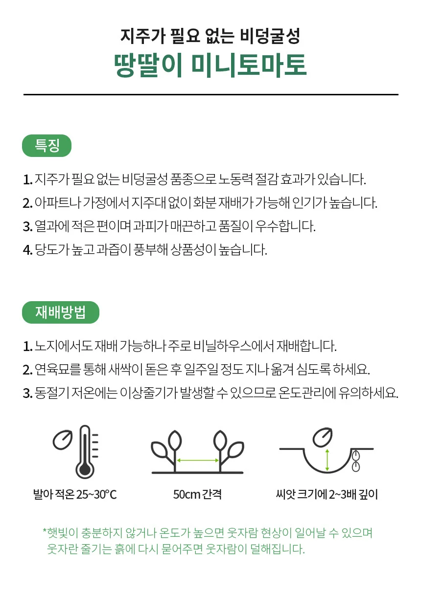 땅딸이 미니 토마토 씨앗 30립 상세3