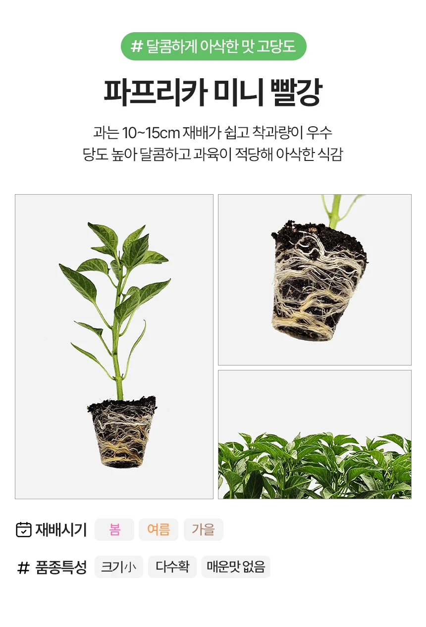 파프리카 미니 빨강 1개 상세3