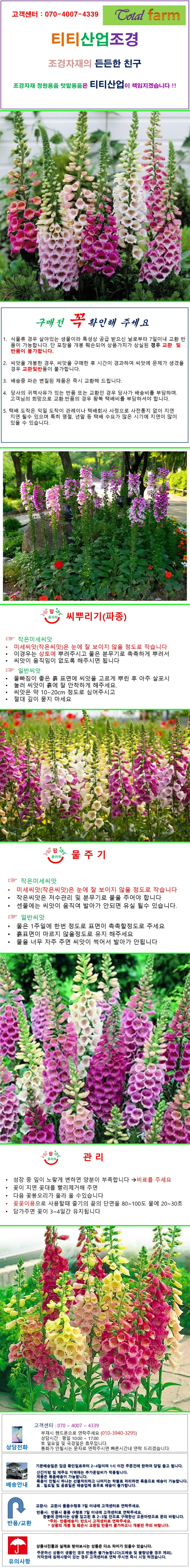 큰키 디기탈리스 혼합색 씨앗 50립 상세1