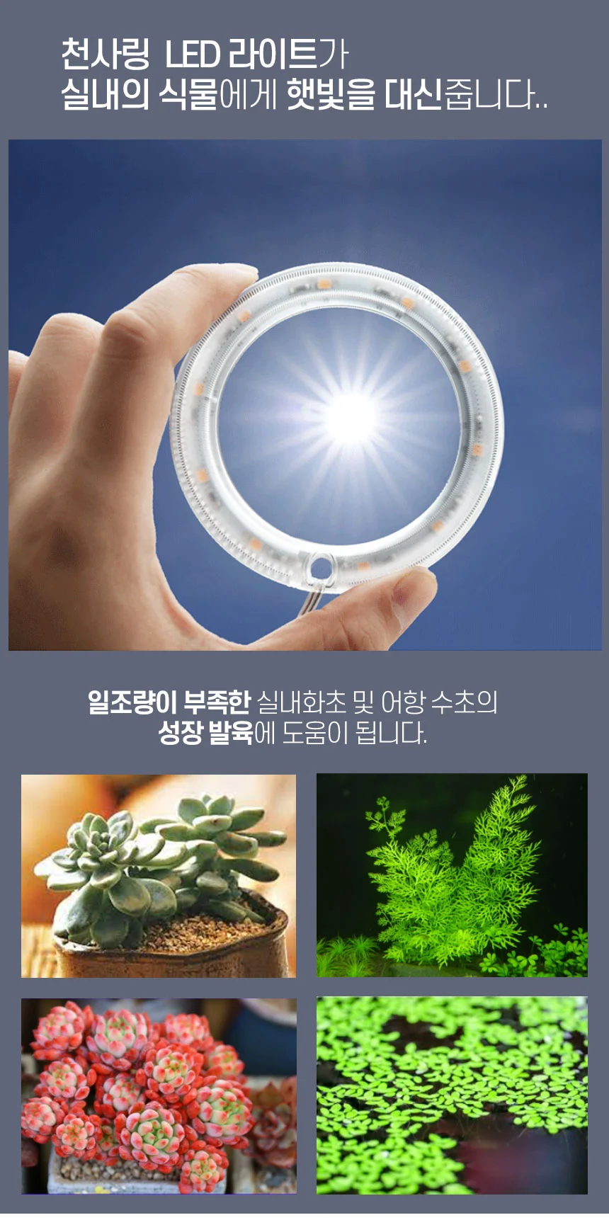 베타 천사링라이트 상세2