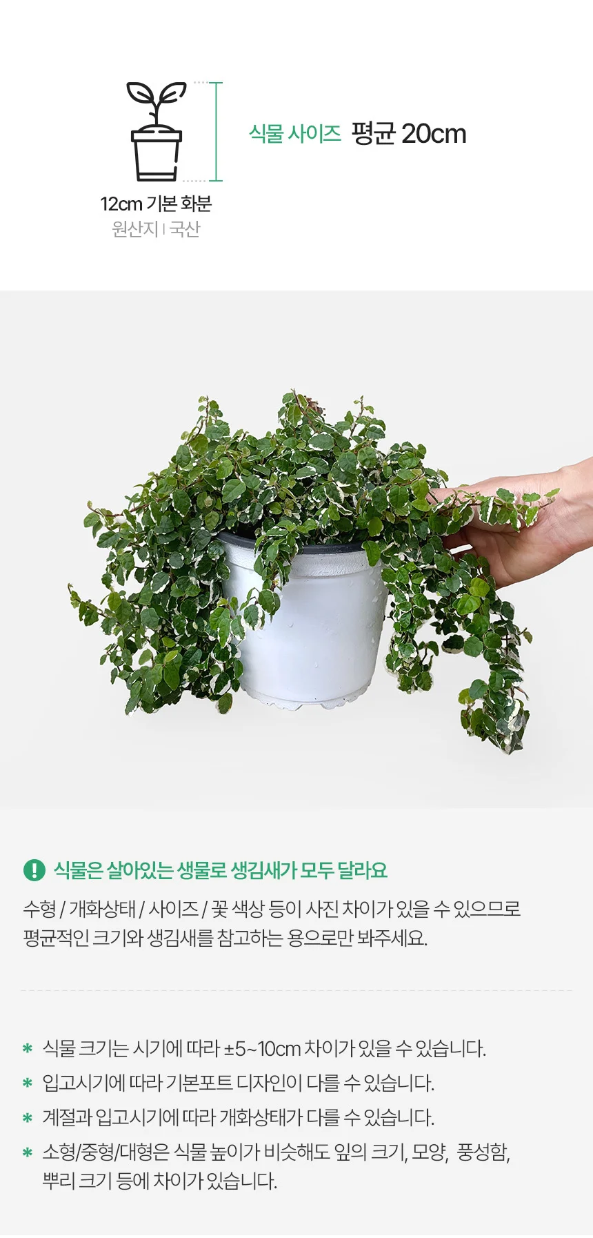 푸미라 (12호) 상세3