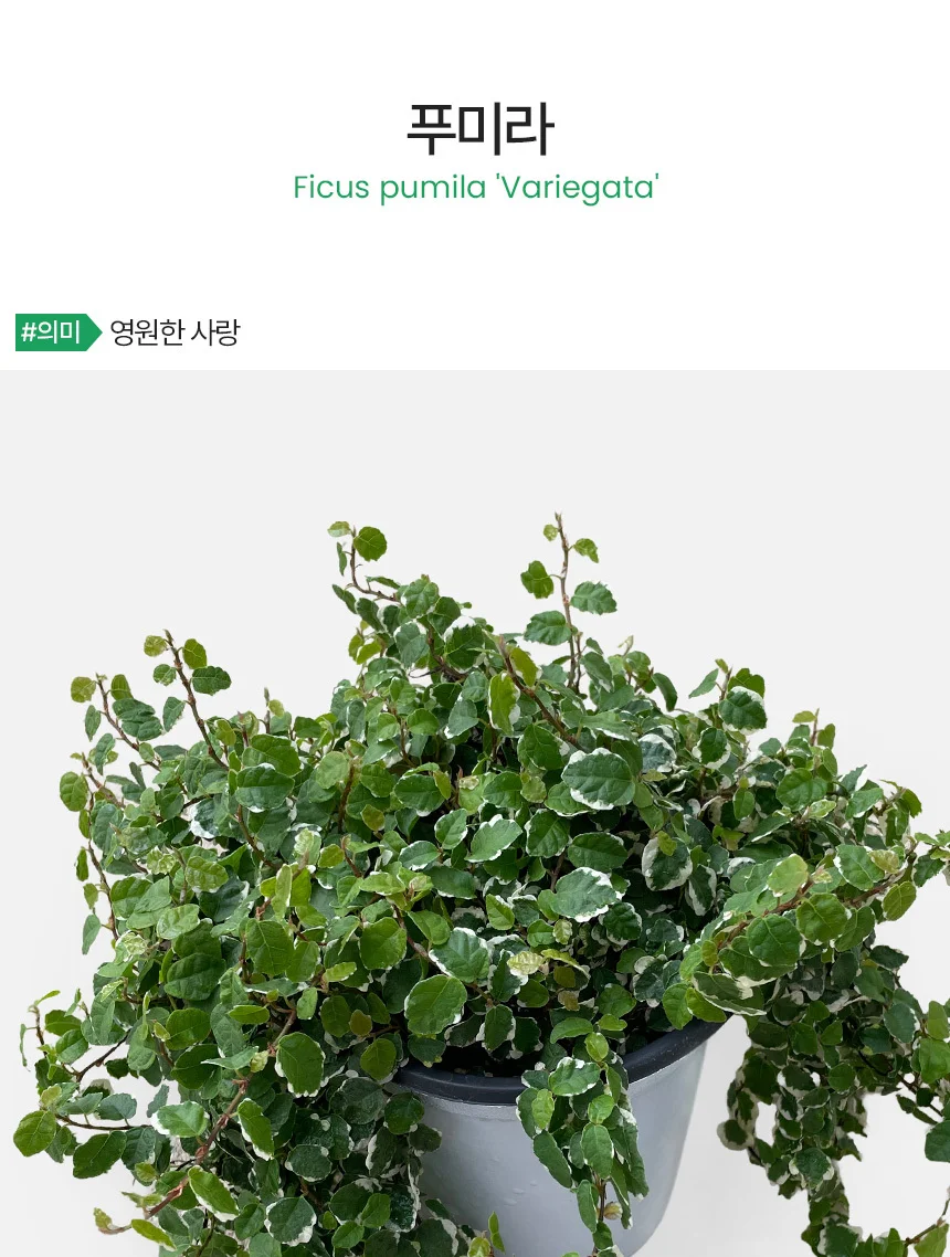 푸미라 (12호) 상세2