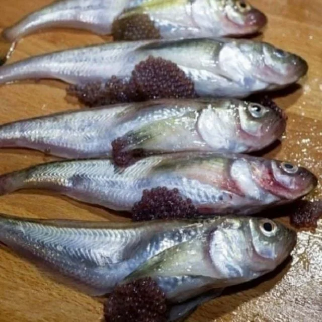냉동 도루묵 2kg 술안주생선 냉동생선
