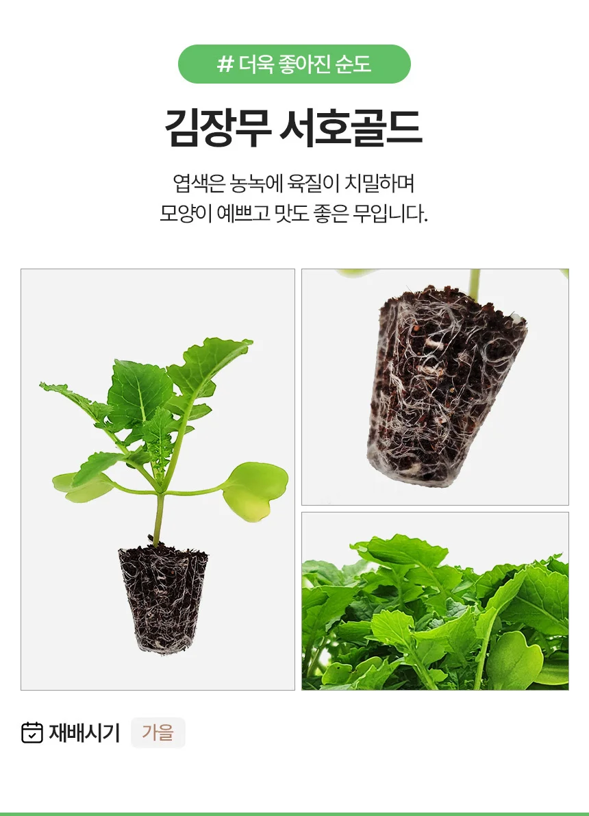 김장무 서호골드 2개 상세3