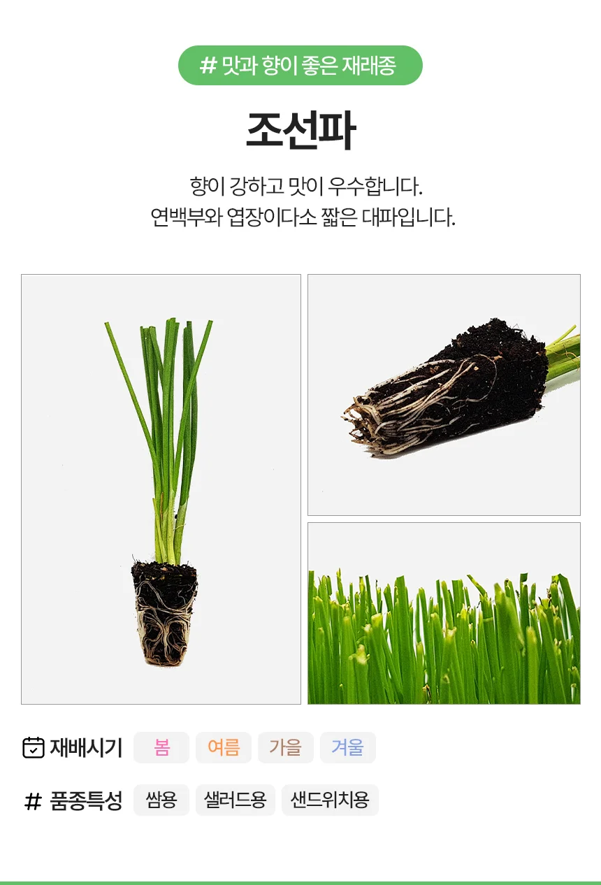 조선파 5개 상세3