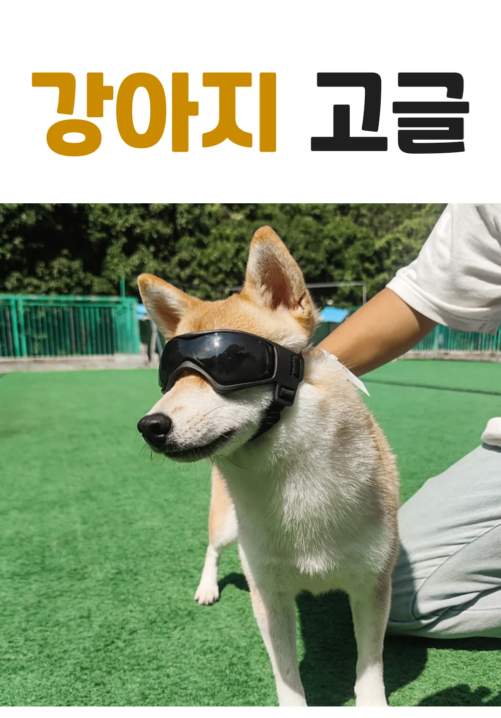 강아지고글 애견 선글라스 강아지 안경 눈보호 상세1