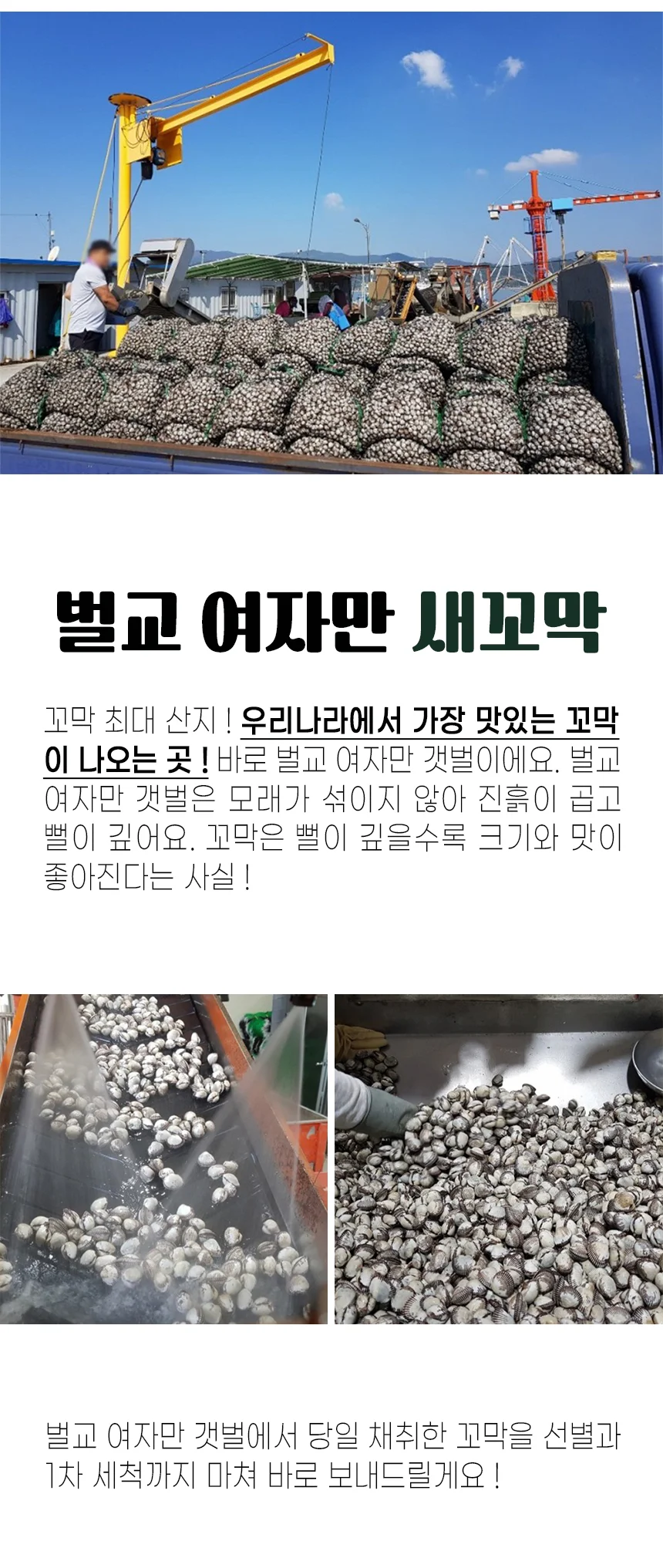 당일채취 산지직송 벌교 새꼬막 상 1kg 상세3