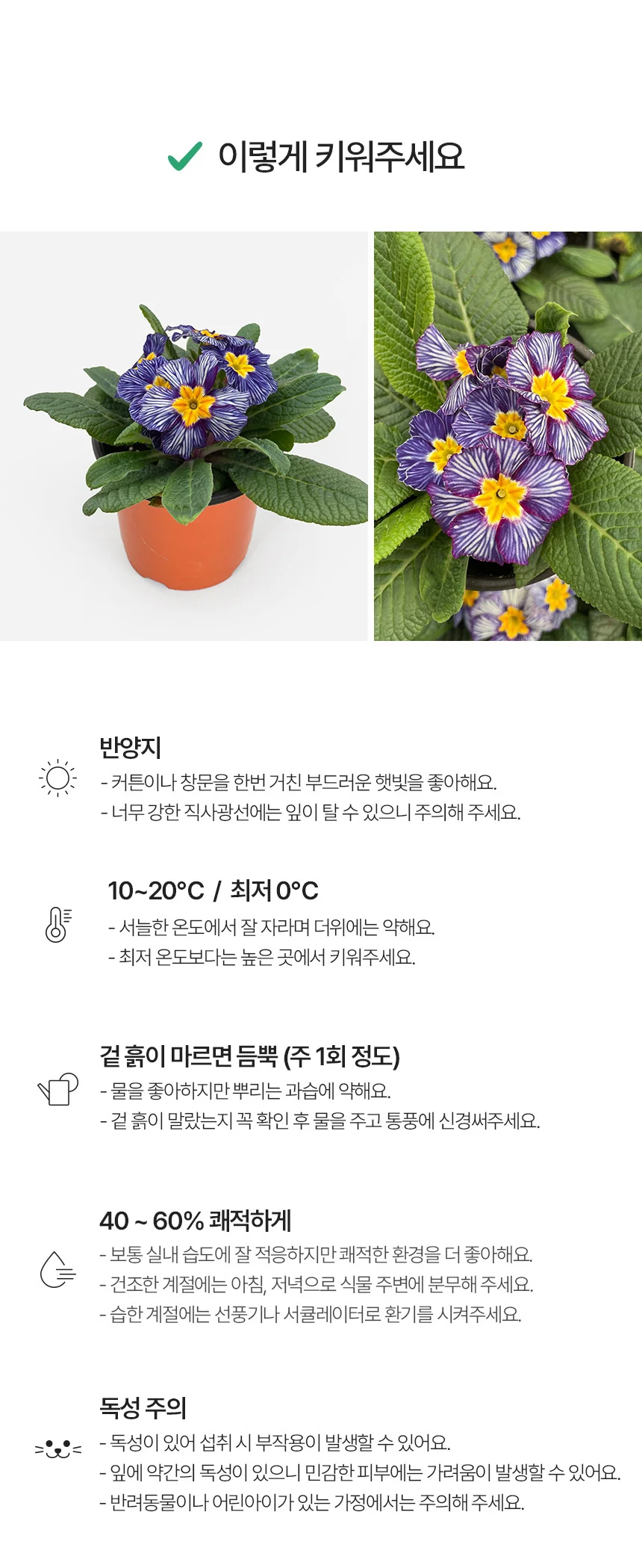 지브리 앵초 (소형) 상세5