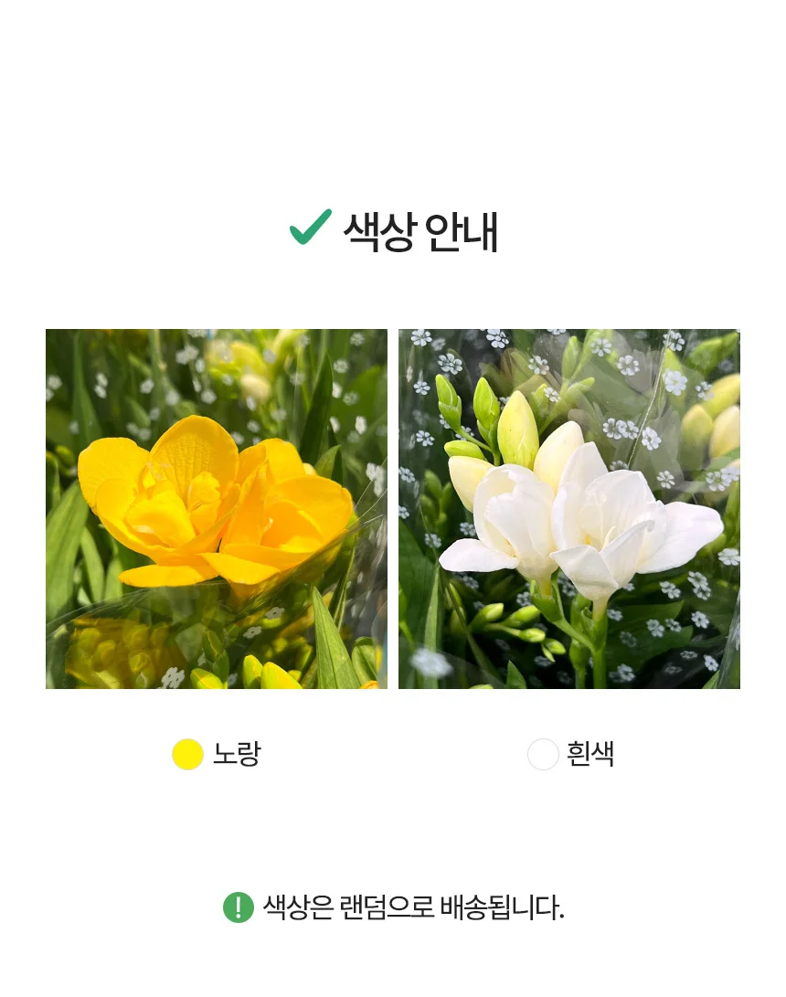 프리지아 (소형) 상세4