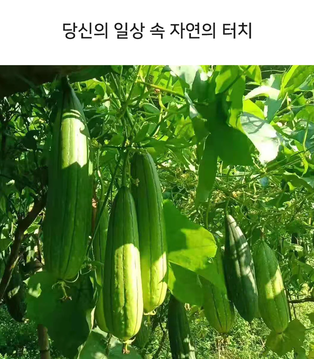 천연수세미 제로웨이스트 친환경 주방 수세미 식물 상세2